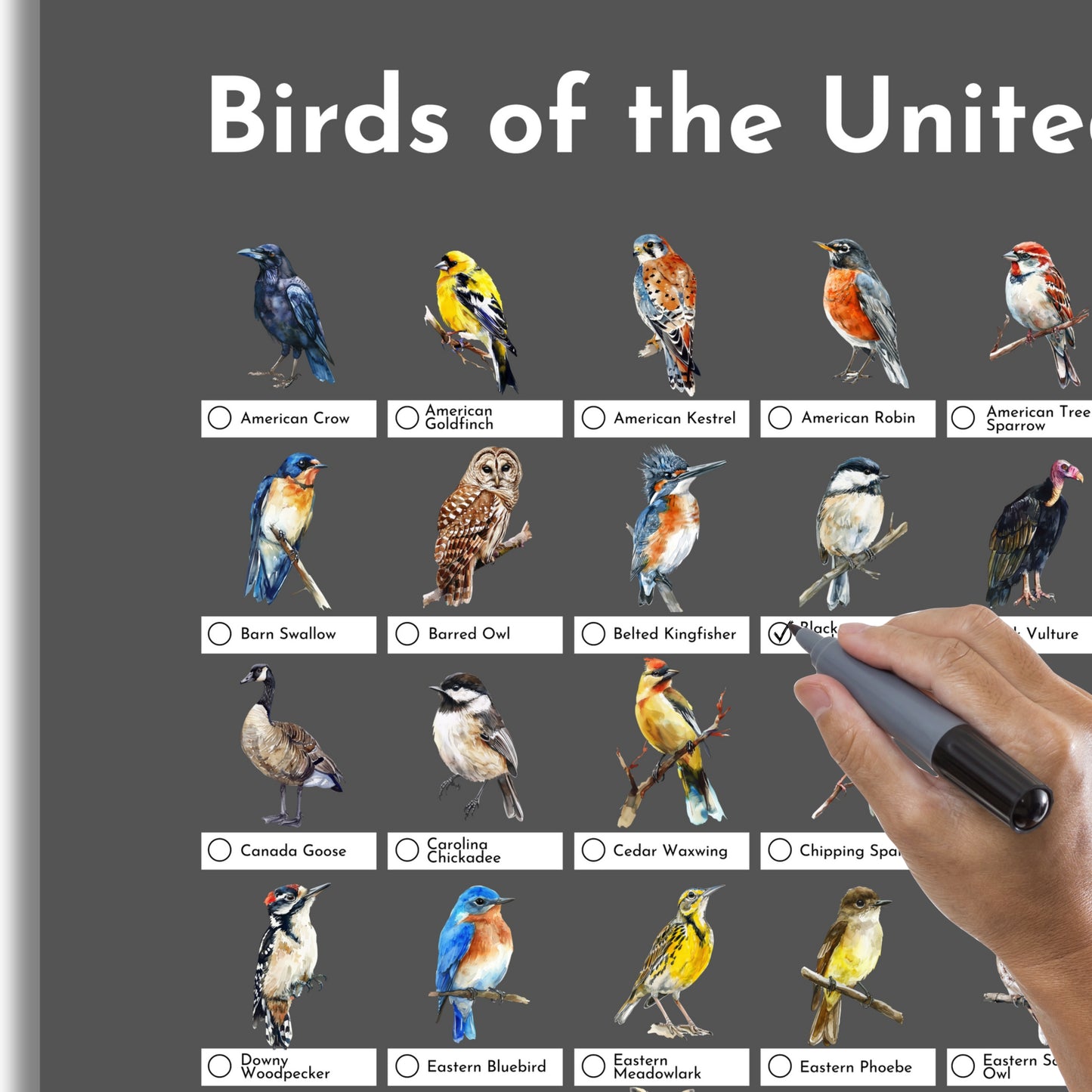 Birds of the USA Checklist Poster - Charcoal Grey