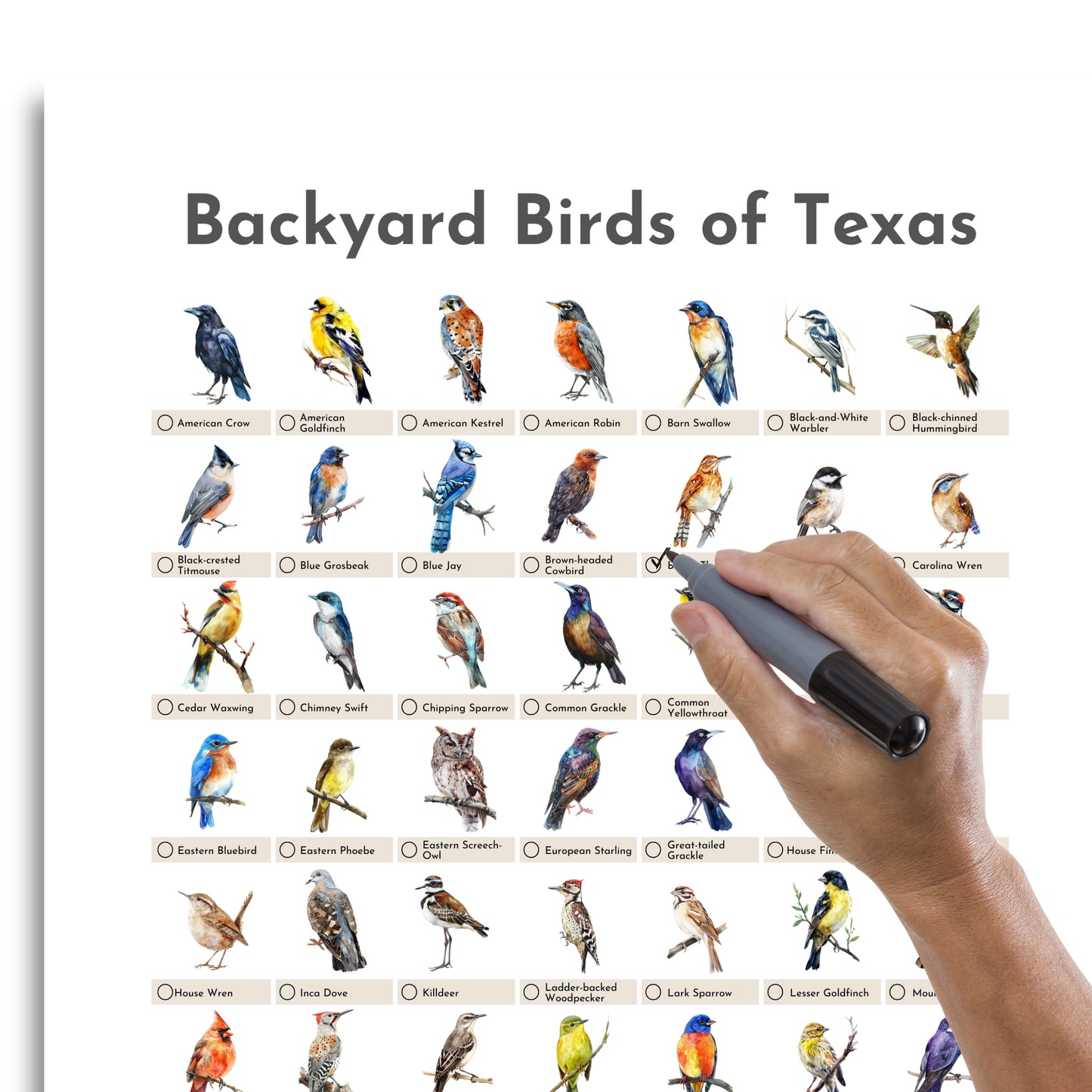 Birds of Texas Checklist Poster - White