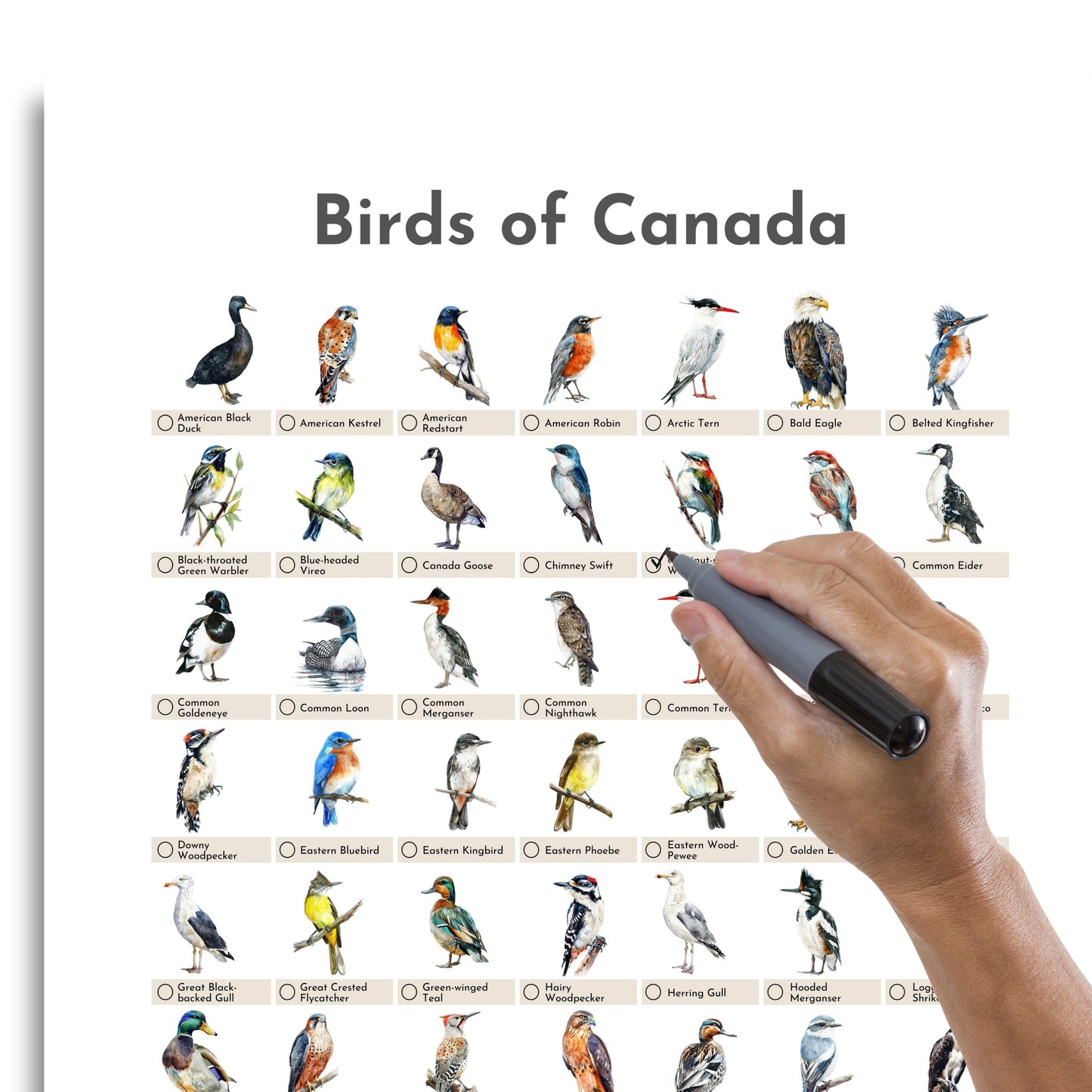 Birds of Canada Checklist Poster - White