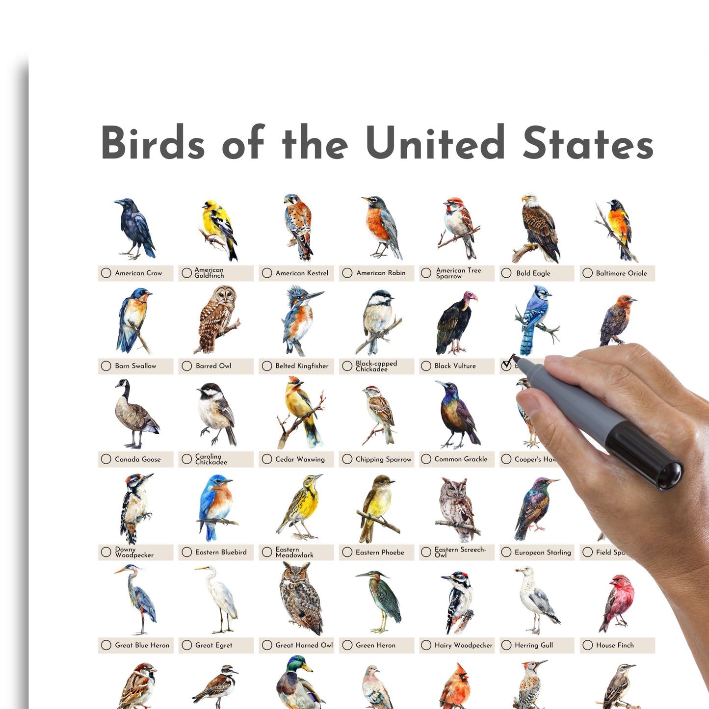 Birds of the USA Checklist Poster - White