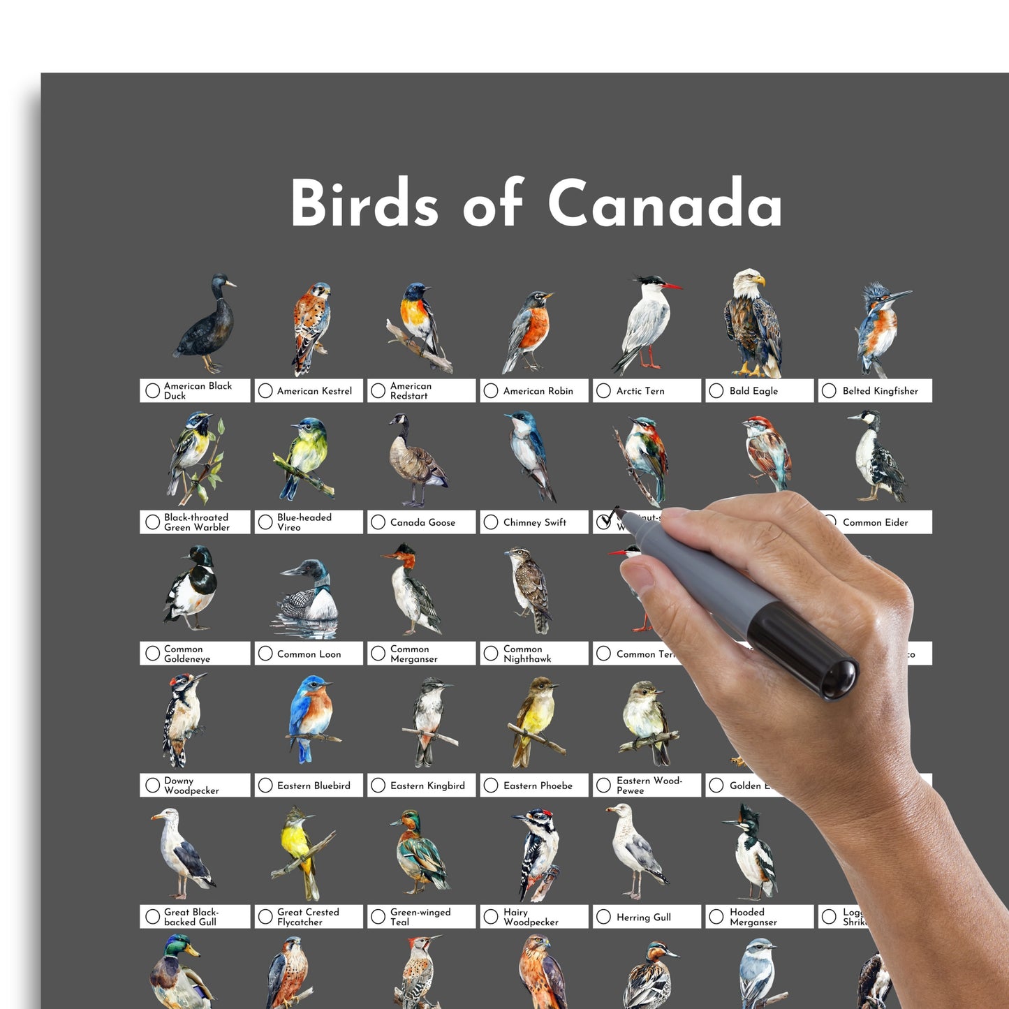 Birds of Canada Checklist Poster - Charcoal Grey
