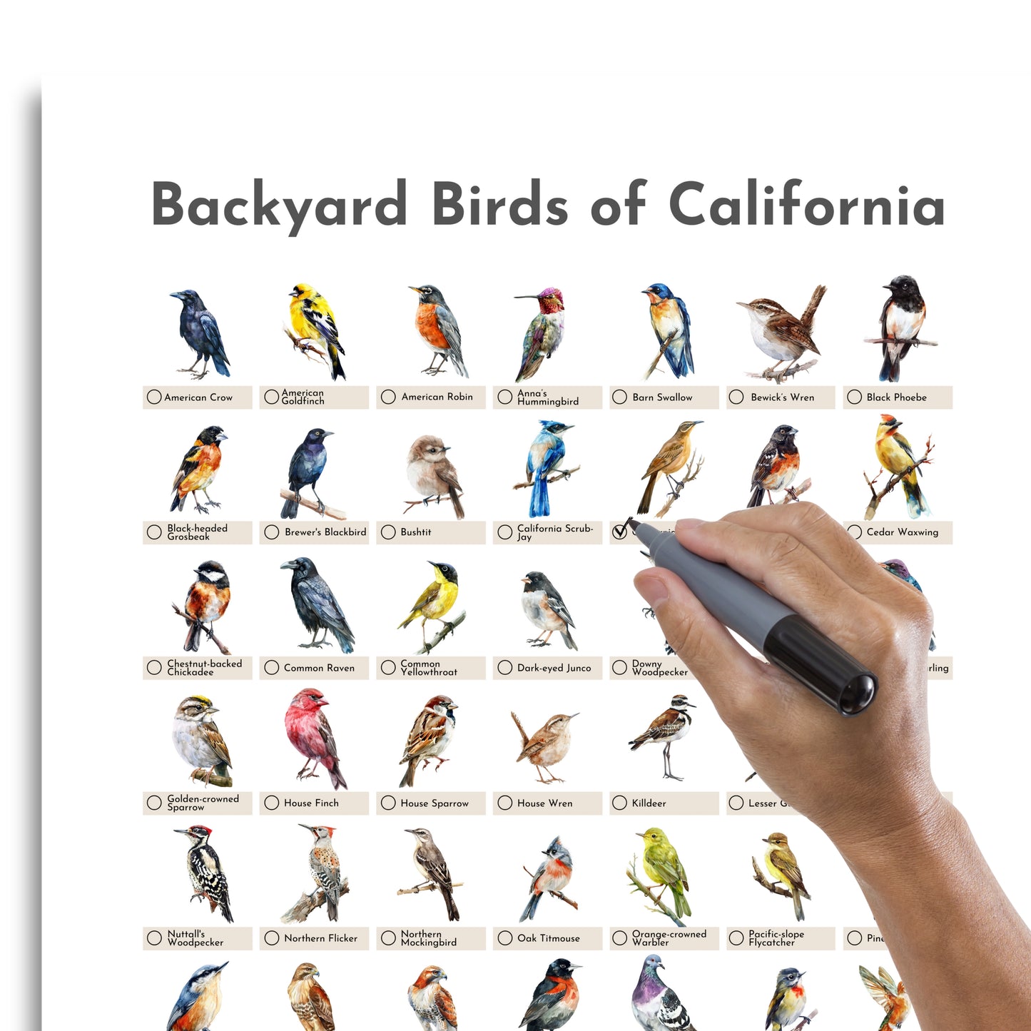 Birds of California Checklist Poster - White