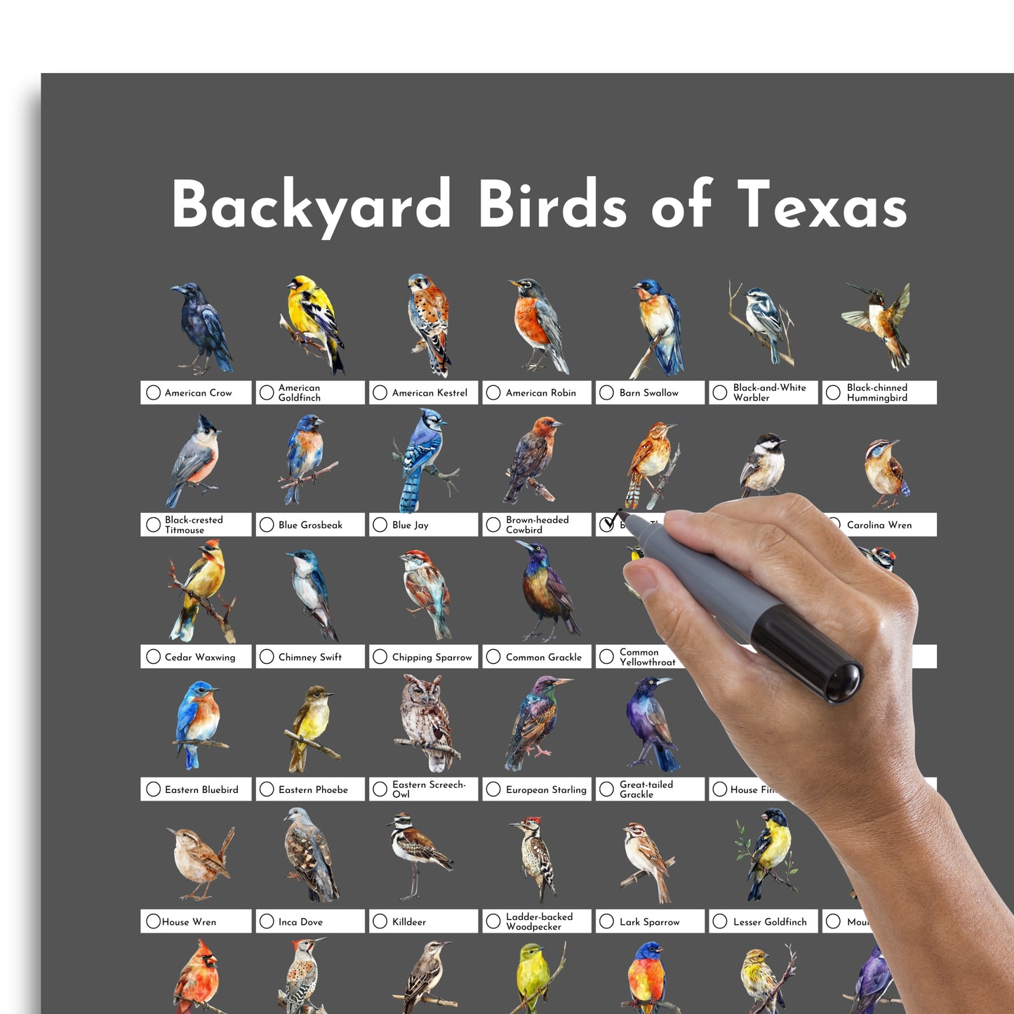Birds of Texas Checklist Poster - Charcoal Grey