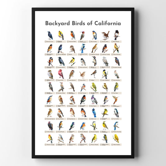 Birds of California Checklist Poster - White