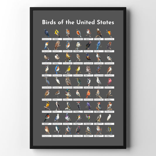 Birds of the USA Checklist Poster - Charcoal Grey